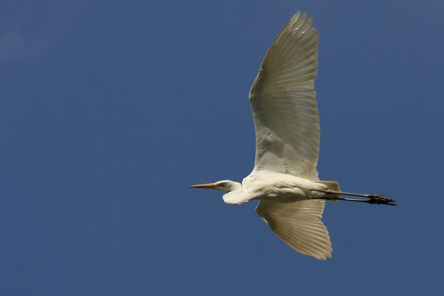 Airone bianco maggiore
